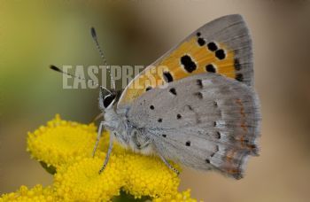 EA293564, Eastpress , Porvoo, Finland